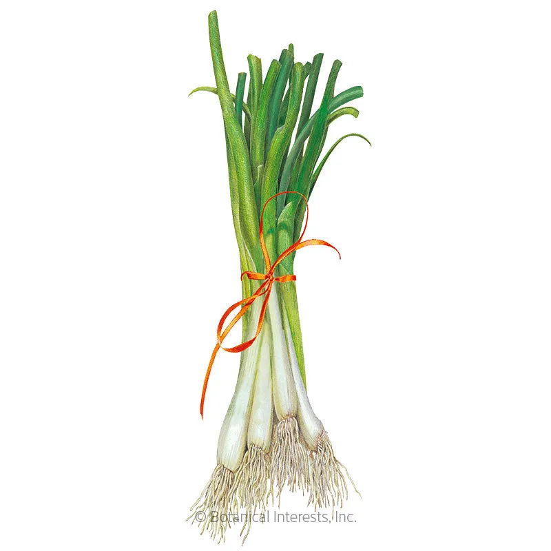 Tokyo Long White Bunching/Scallion Onion Seeds